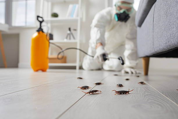 Commercial Kitchen Cockroach Control in Hayfield
